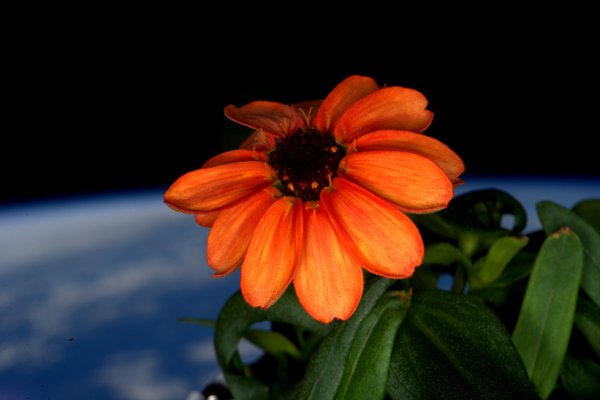 Астронавты МКС опубликовали фото первых распустившихся цветов на борту