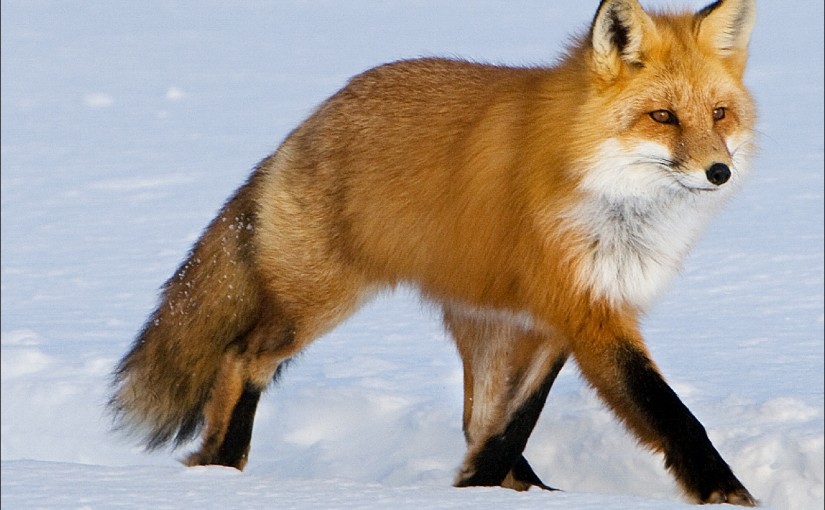 Как лиса ловит мышей под снегом