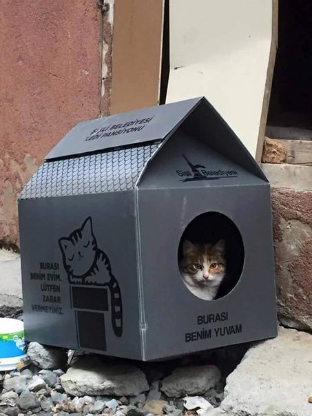 Домики для бездомных кошек в турции