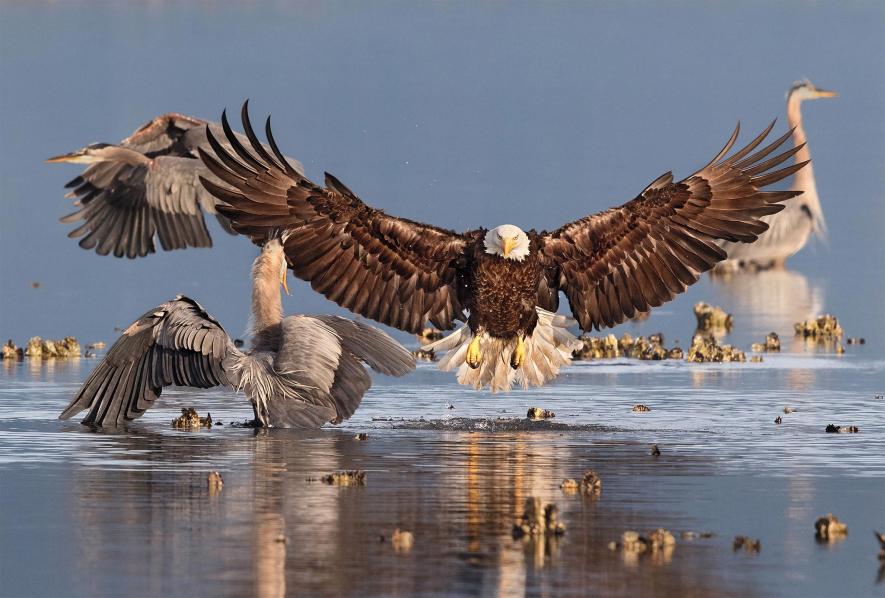 9 восхитительных фотографий птиц, победивших в конкурсе Audubon Contest 2016.