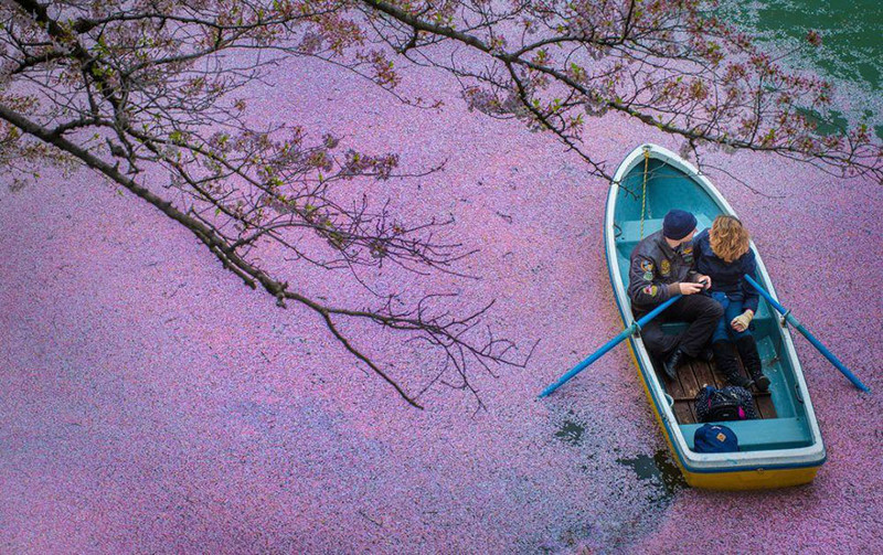 Розовое озеро в цветении сакуры