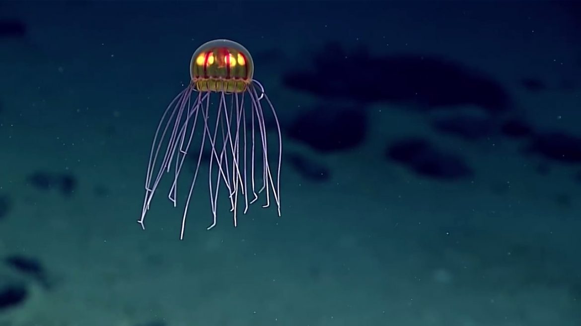 Обнаружен новый вид медуз