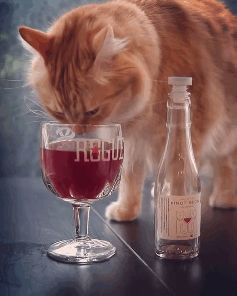 Хвостатые собутыльники: вино для кошек избавит от тоскливого пьянства в одиночестве