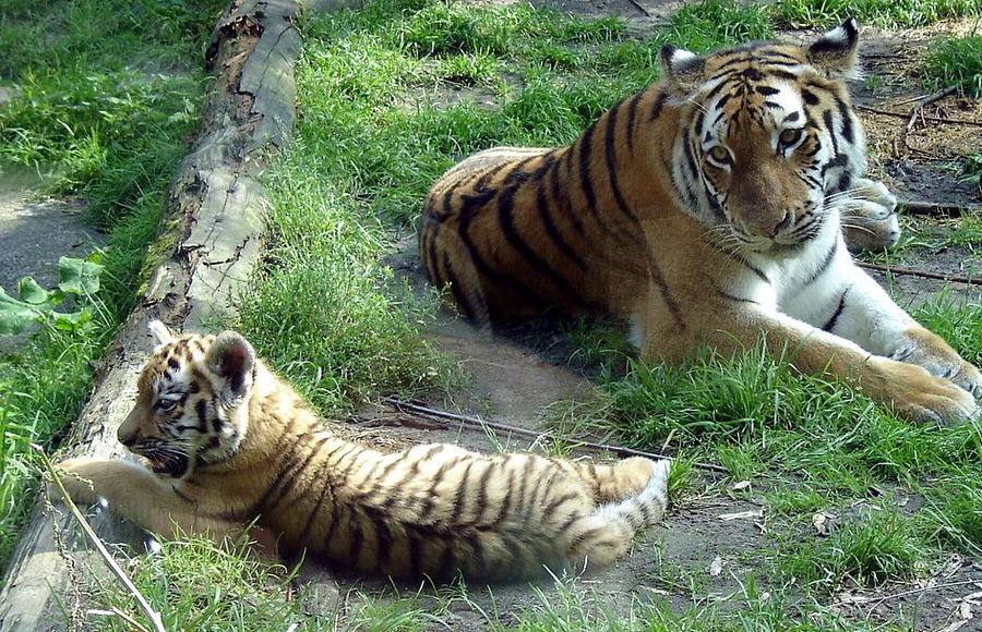 Новорожденные тигрята делают первые шаги