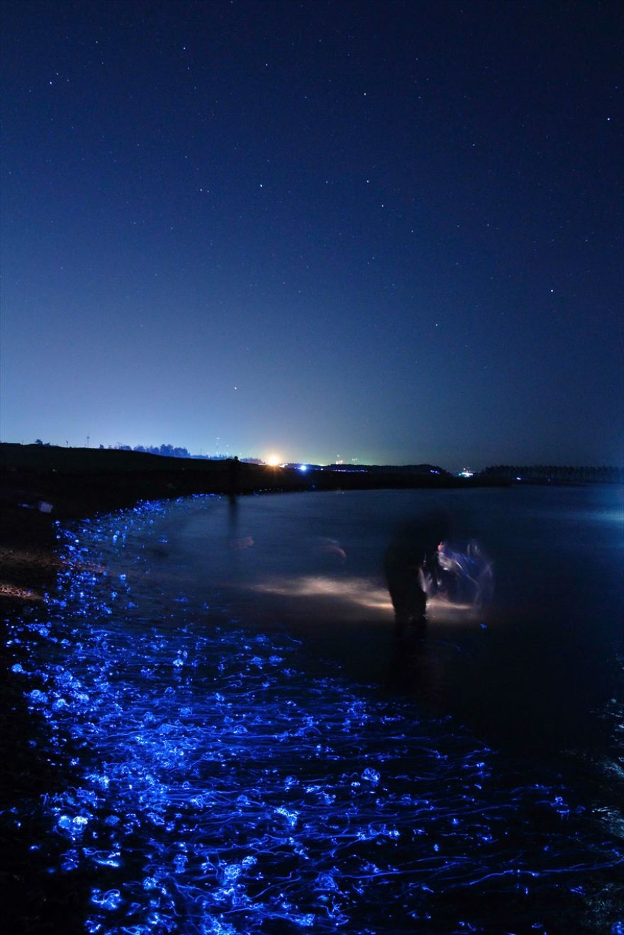 Мистическое свечение моря в Японии