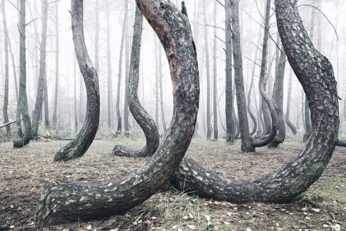 Мистический лес с кривыми деревьями в Польше