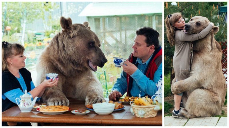300-килограмовый медведь как домашний питомец