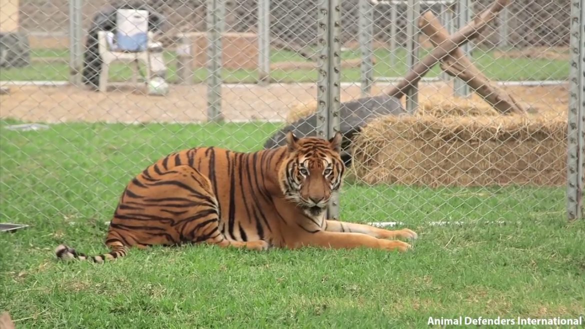 Тигра спасли из незаконного плена