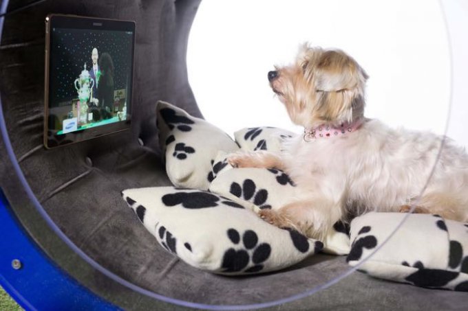 Уникальная собачья конура от Samsung