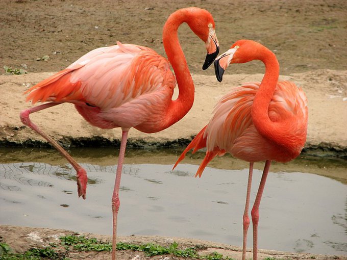 flamingo1 (1)