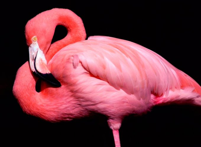 Почему фламинго розовые