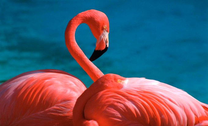 flamingo1 (3)