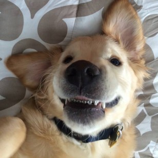 Собака с идеальной улыбкой
