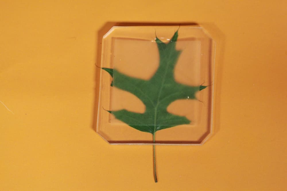 Ученые создали прозрачное дерево