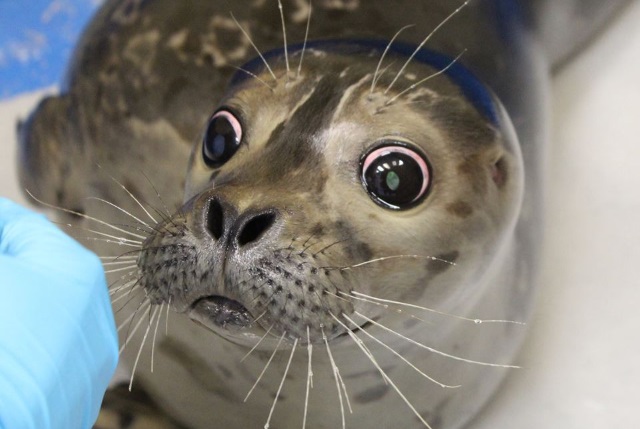 Детёныш тюленя укрылся от страшных хищников в лодке туристов