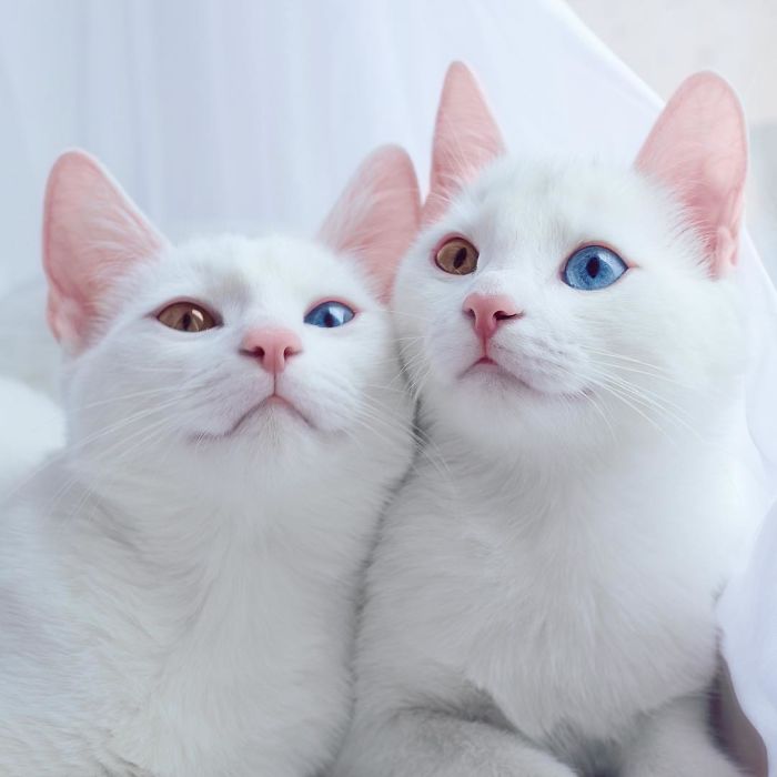 Очаровательные кошки-близняшки