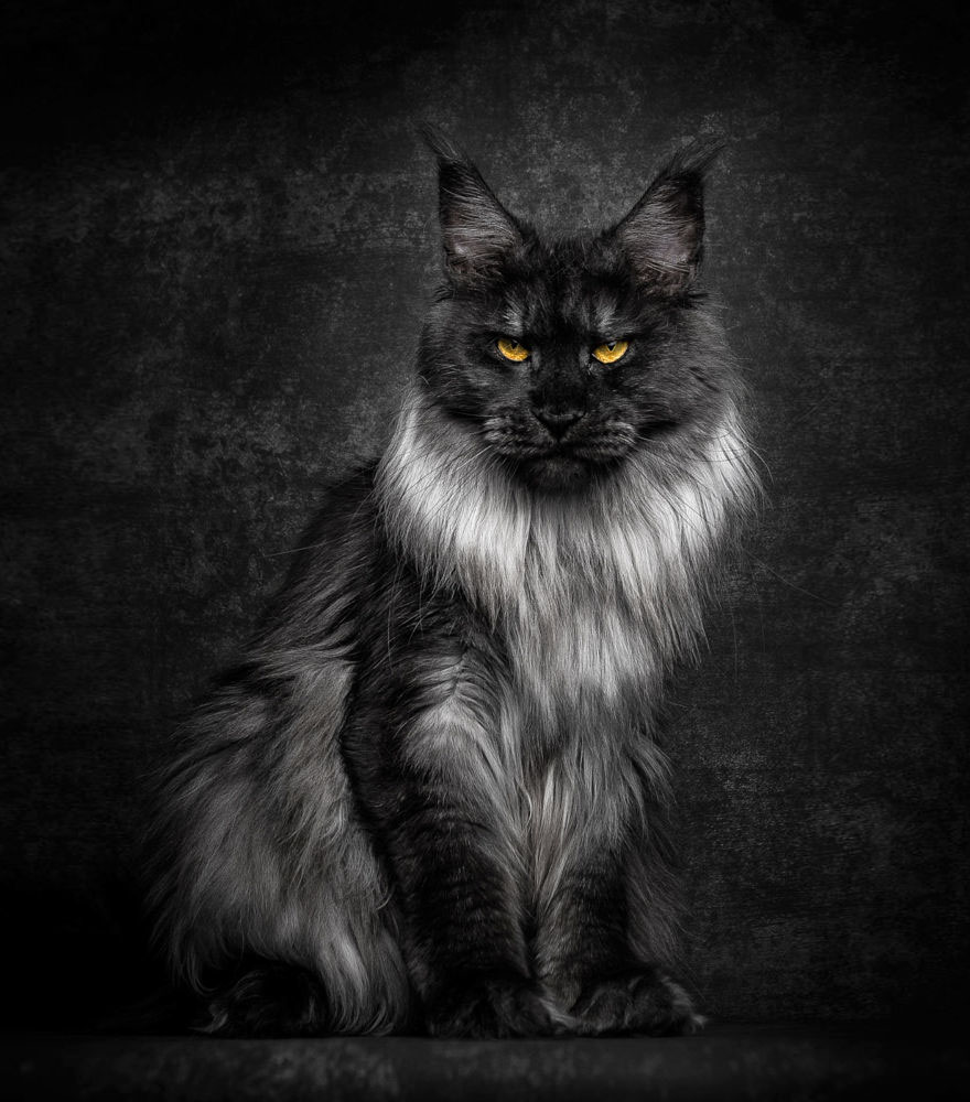 maine-coon (1)