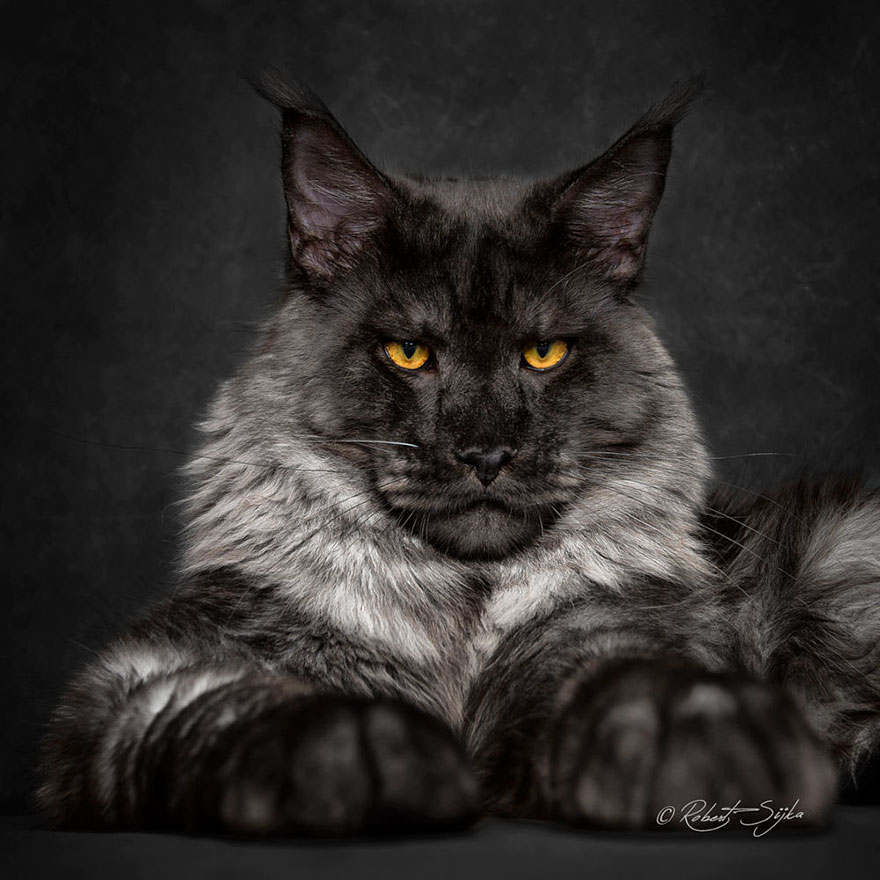 maine-coon (10)