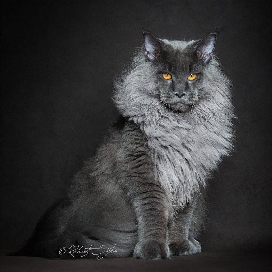 maine-coon (12)