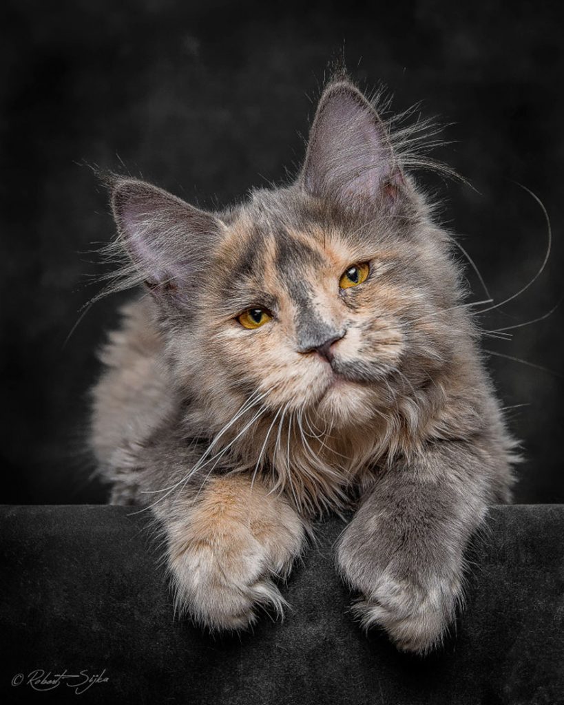maine-coon (2)