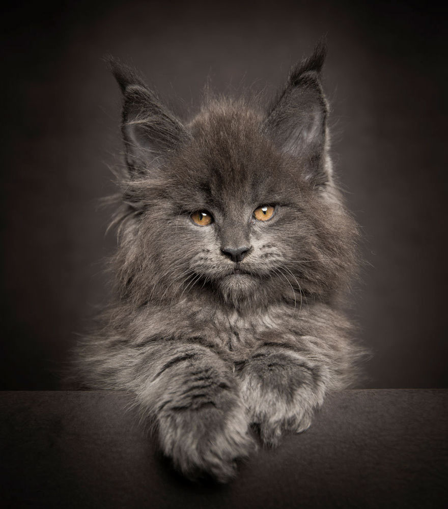 maine-coon (4)