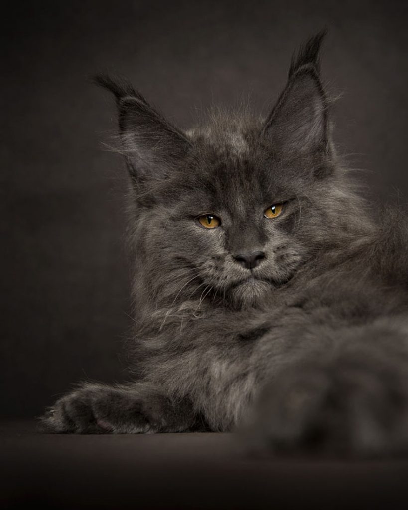 maine-coon (6)