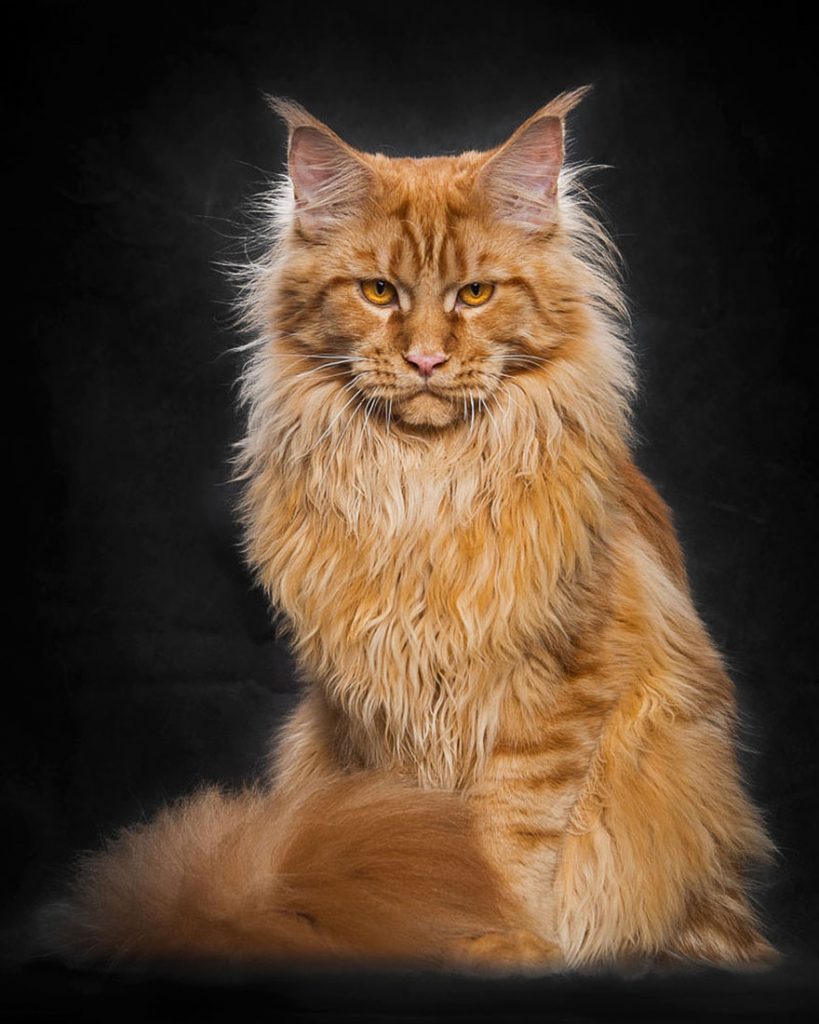 maine-coon (7)