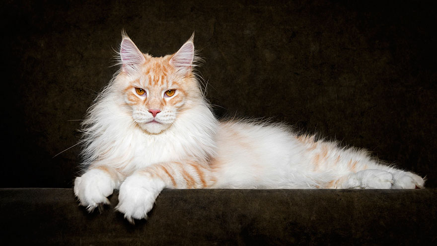 maine-coon (8)