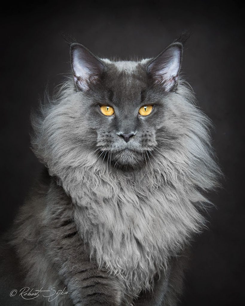maine-coon (9)