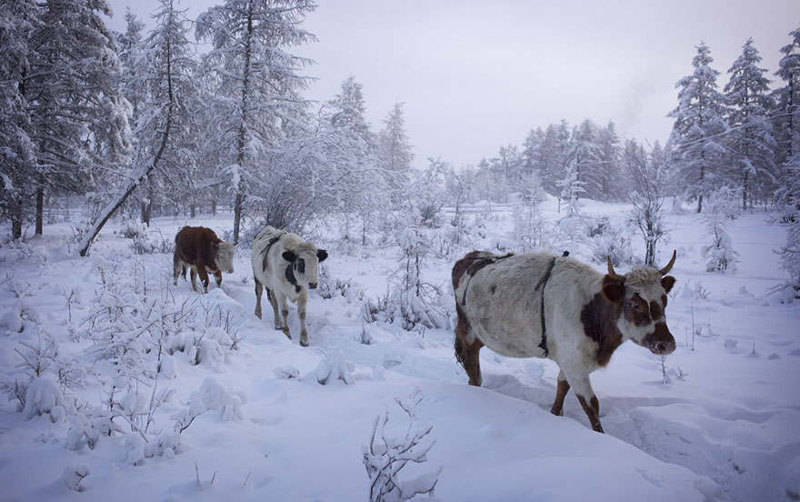 oymyakon (7)