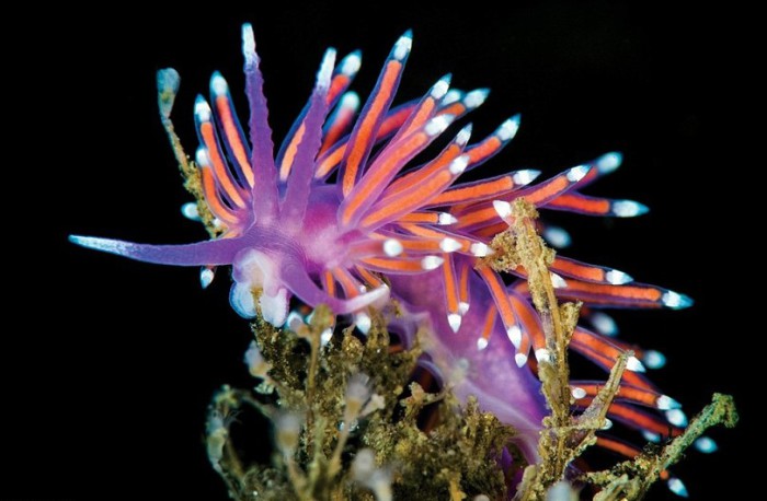 Невероятно красивые фотографии подводного мира