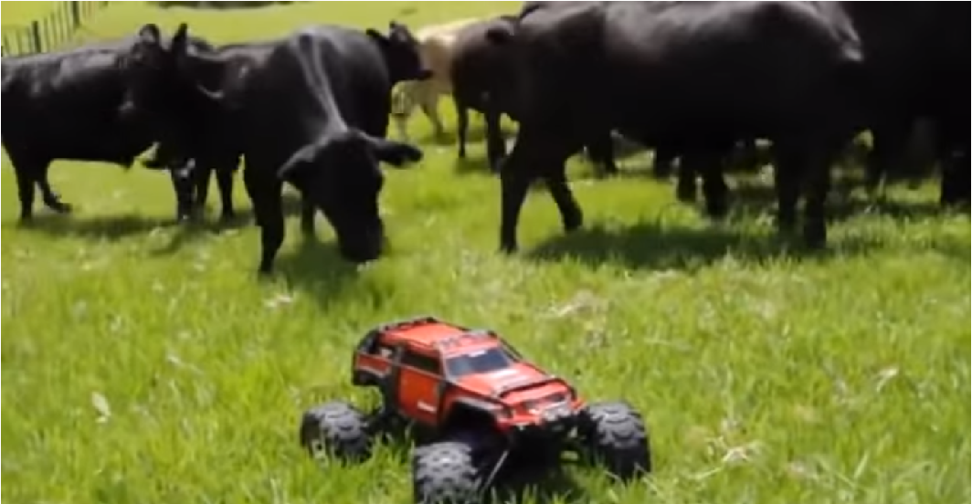 Забавные коровы и машина на пульте управления
