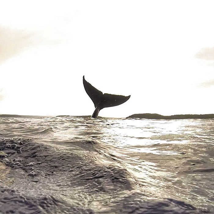 whale-photobomb-diver-will-rosner-australia-13