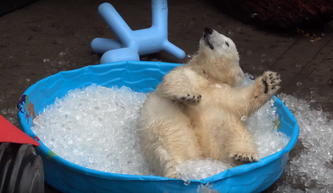 Счастье белой медведицы, купающейся в бассейне со льдом