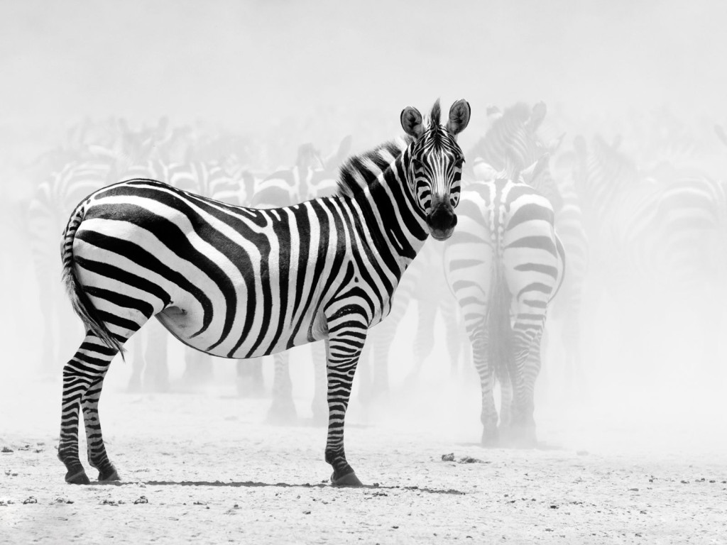 Зебра — чёрная в белую полосу или наоборот