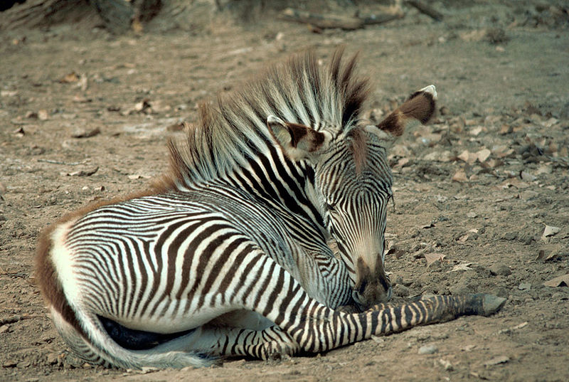 zebra-4