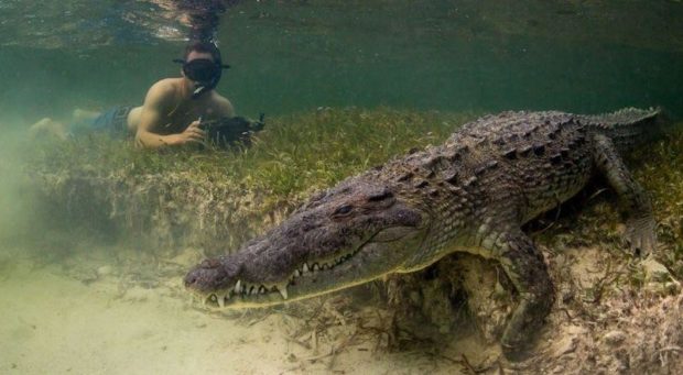krokodilyi-7
