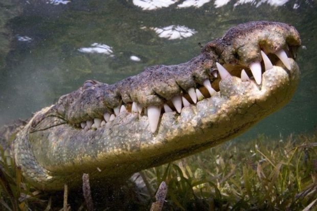 krokodilyi-9