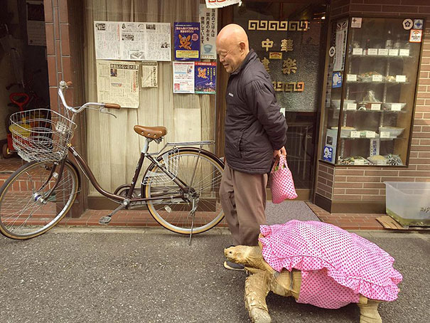 Мужчина выгуливает гигантскую черепаху по улицам Токио
