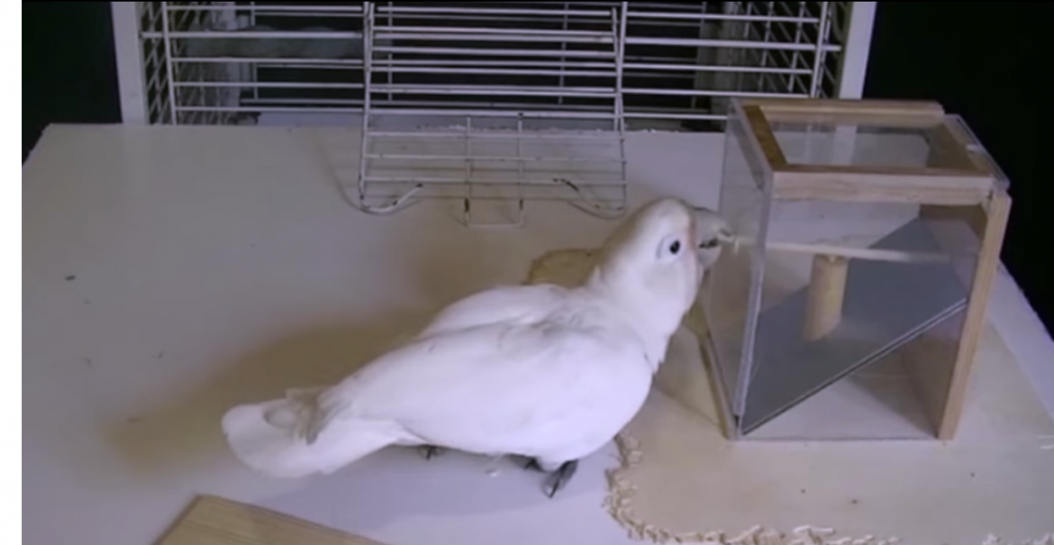 Смышленый попугай делает инструменты из разных материалов