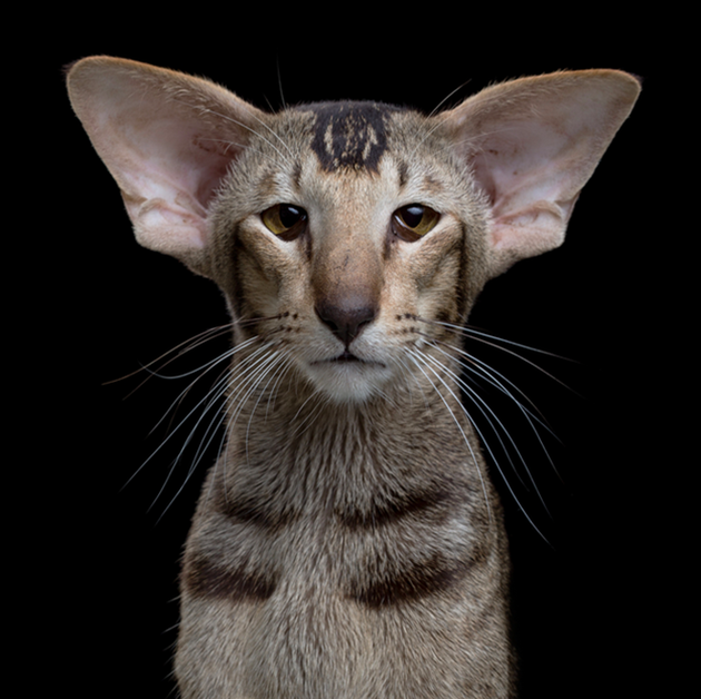Потрясающие портреты кошек Роба Бехоу