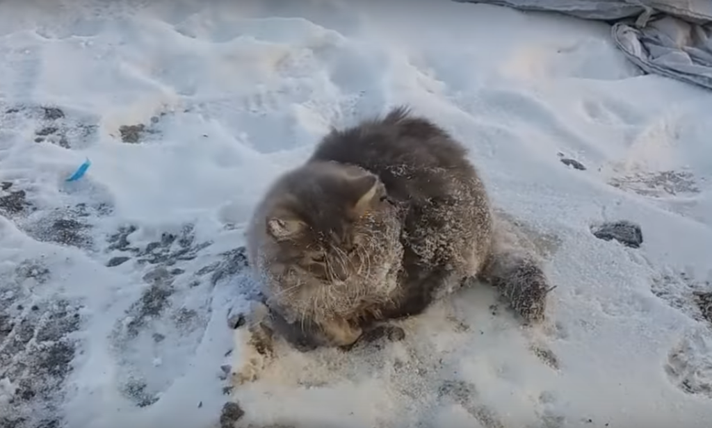 Удивительное спасение вмёрзшего в лёд кота