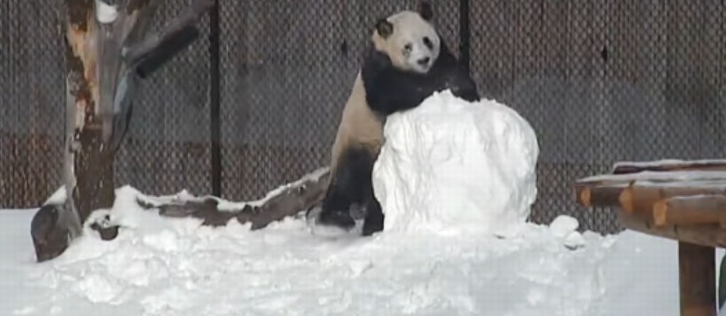 Битва панды и снеговика