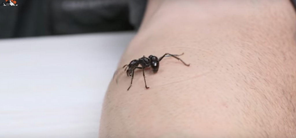 Американец испытал на себе последствия самого болезненного укуса муравья
