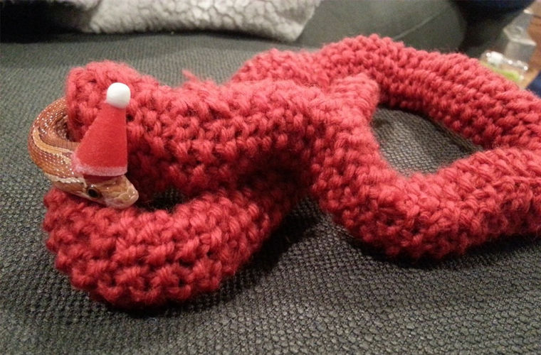 Зимний свитер для змеи