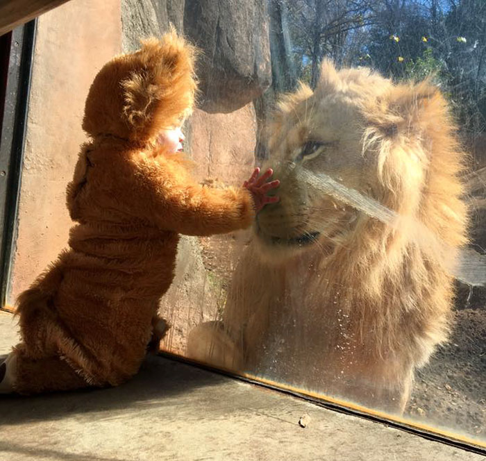 Малыш, одетый в костюм львёнка, встретил настоящего льва