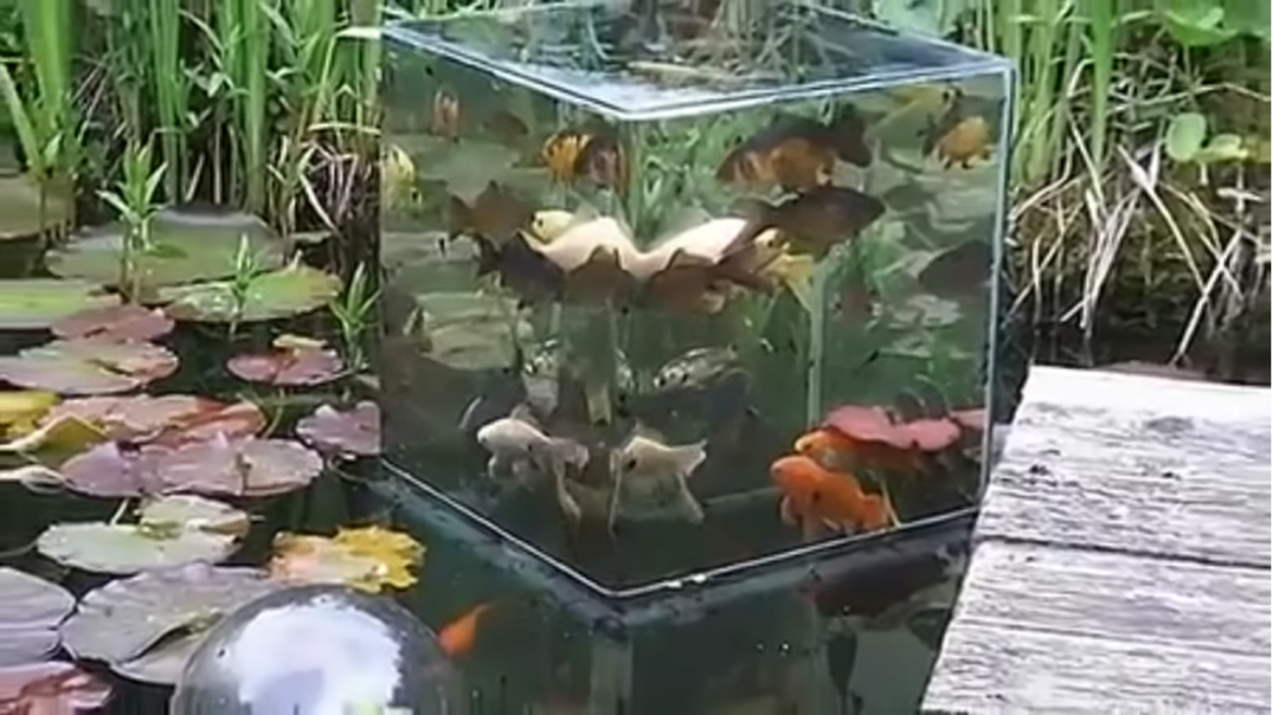 Необычный аквариум, который очень нравится рыбкам
