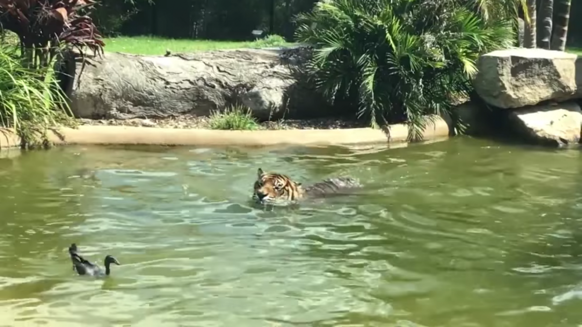 Утка издевается над тигром в зоопарке