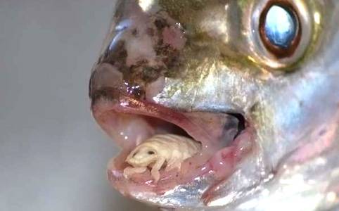Cymothoa exigua — мокрица пожирающая язык рыбы