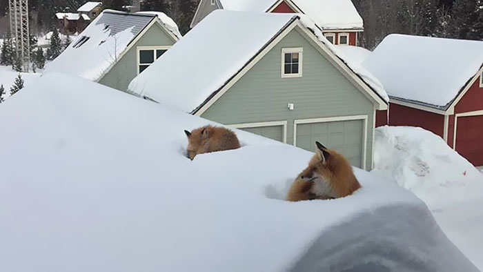 Две лисы забрались на крышу дома, чтобы сладко вздремнуть